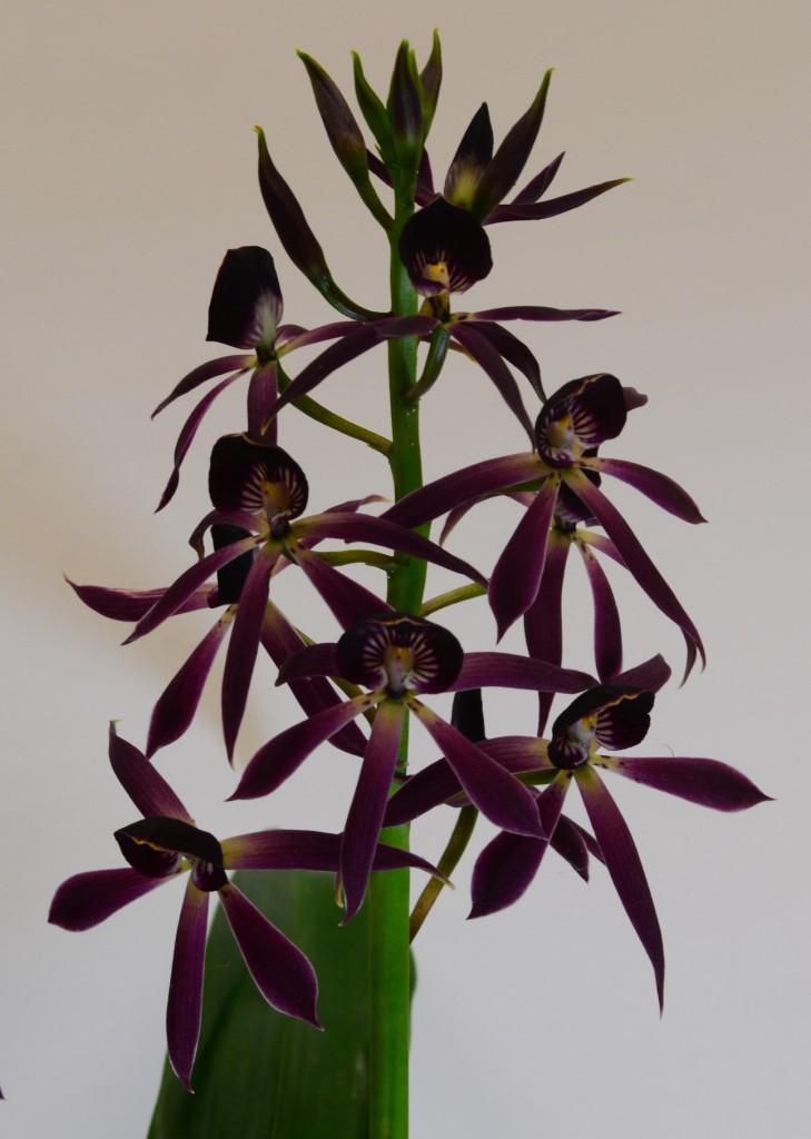 Guarechea Midnight Star