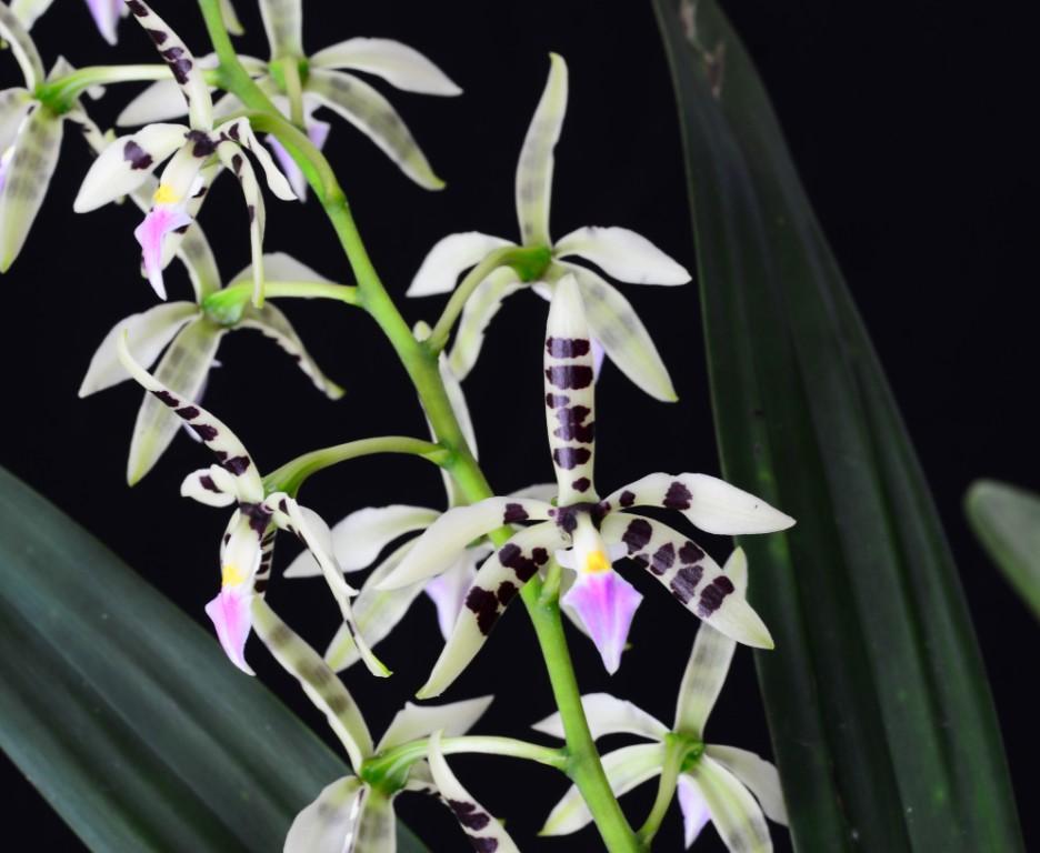 Prosthechea prismatocarpa