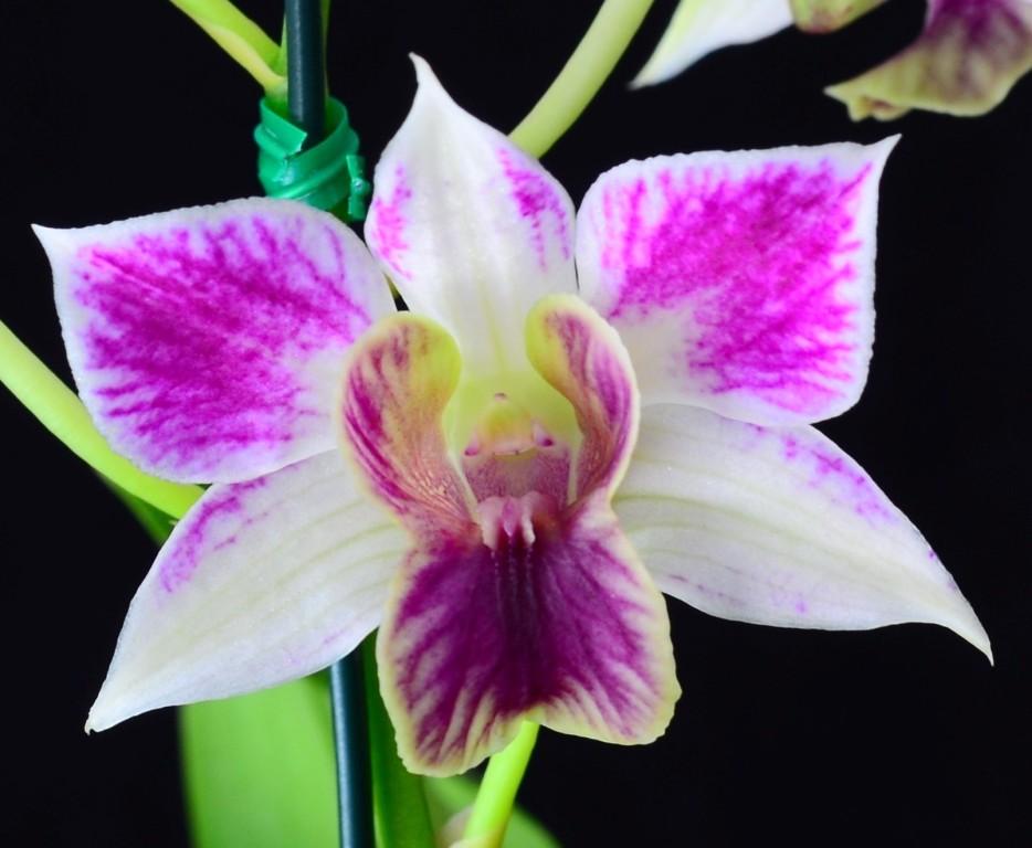 Den Foundry Salad bowl