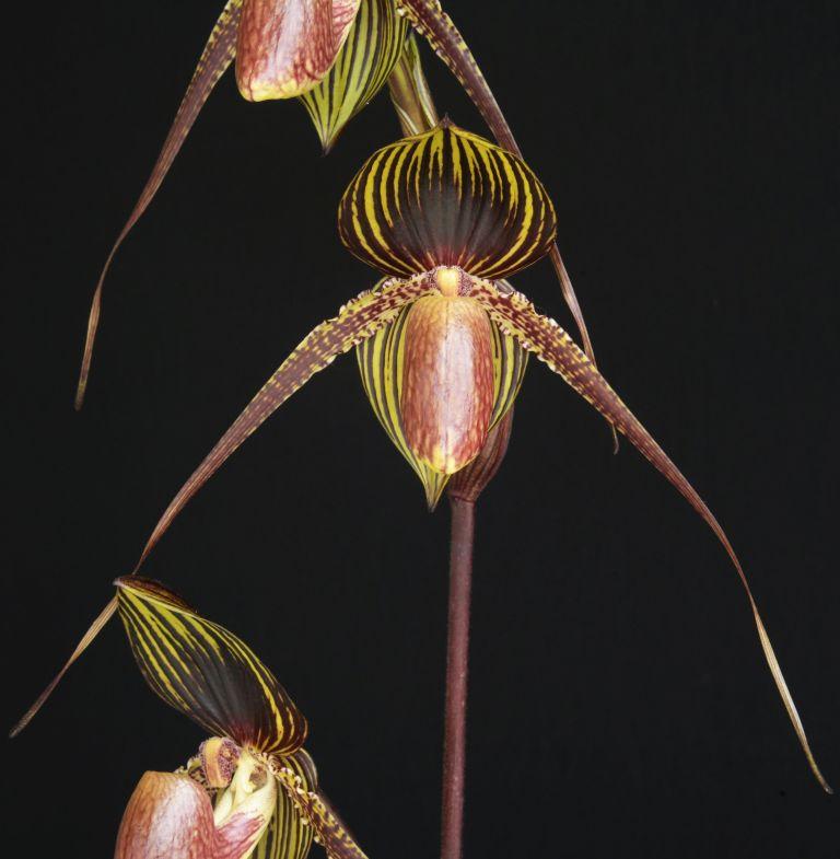 Paph Johanna Burkhardt