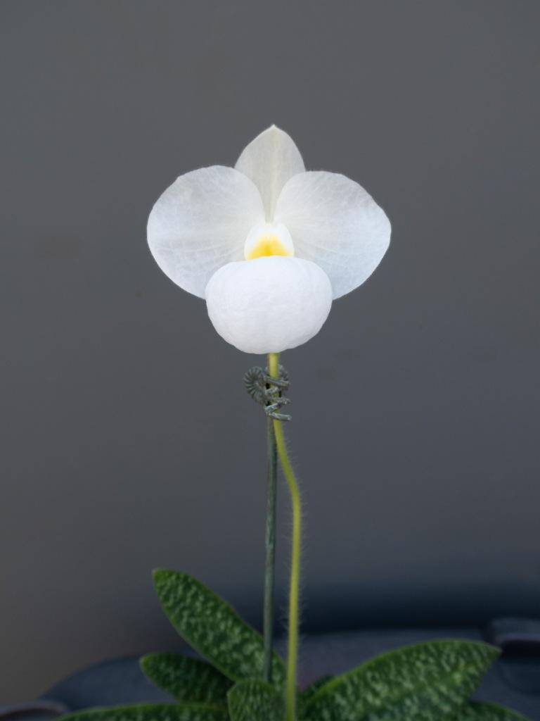 Paph Magic Lantern