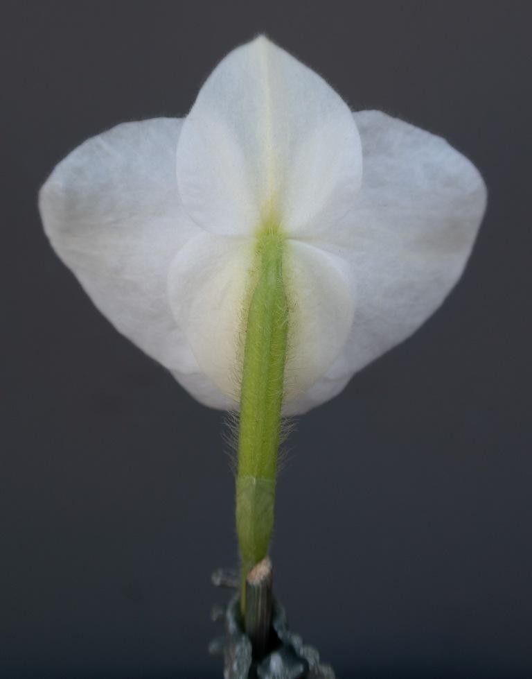 Paphiopedilum Magic Lantern - photo 2
