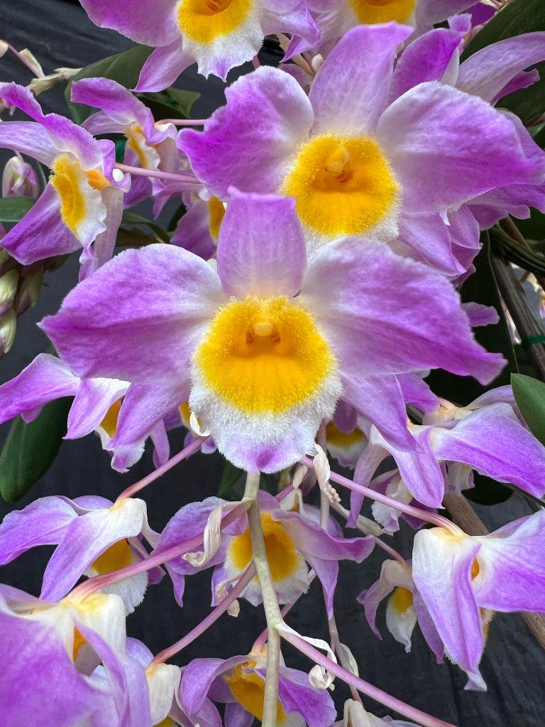 Dendrobium amabile