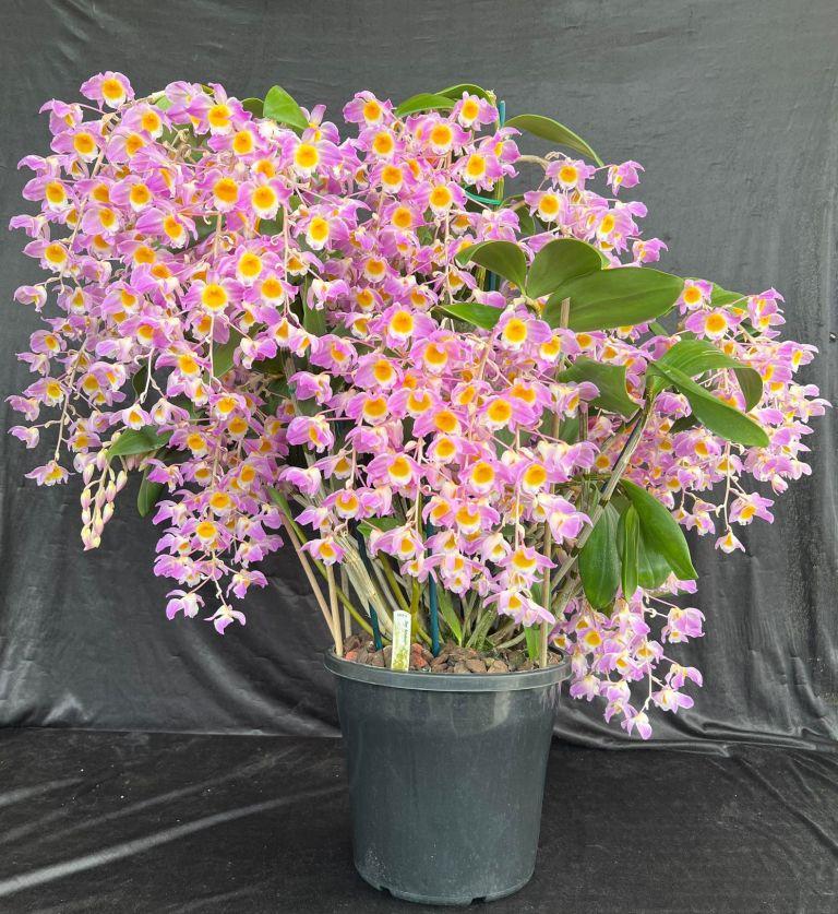 Dendrobium amabile - photo 2