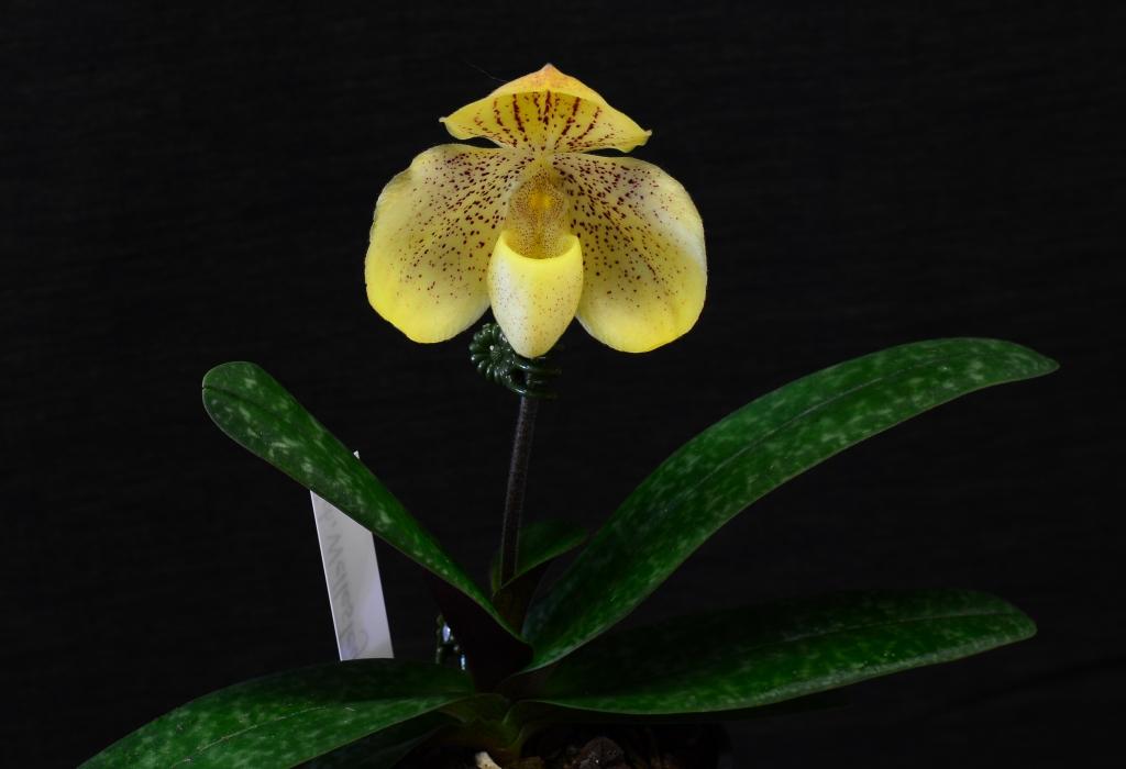 Paphiopedilum Wellesleyanum - photo 2