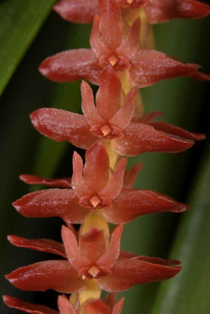 Coelogyne wenzelii - photo 2