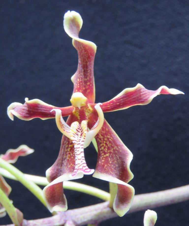 Paraphalaenopsis labukensis