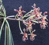 Paraphalaenopsis labukensis - photo 2