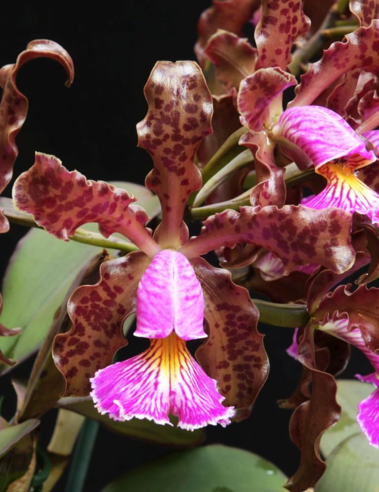 Cattleya schilleriana