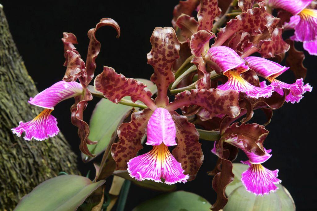 Cattleya schilleriana - photo 2