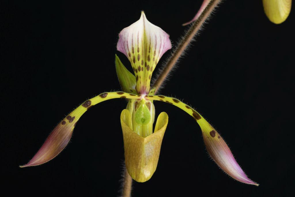 Paphiopedilum haynaldianum