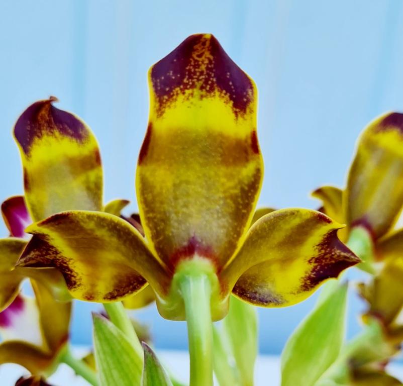 Grammangis ellisii - photo 2