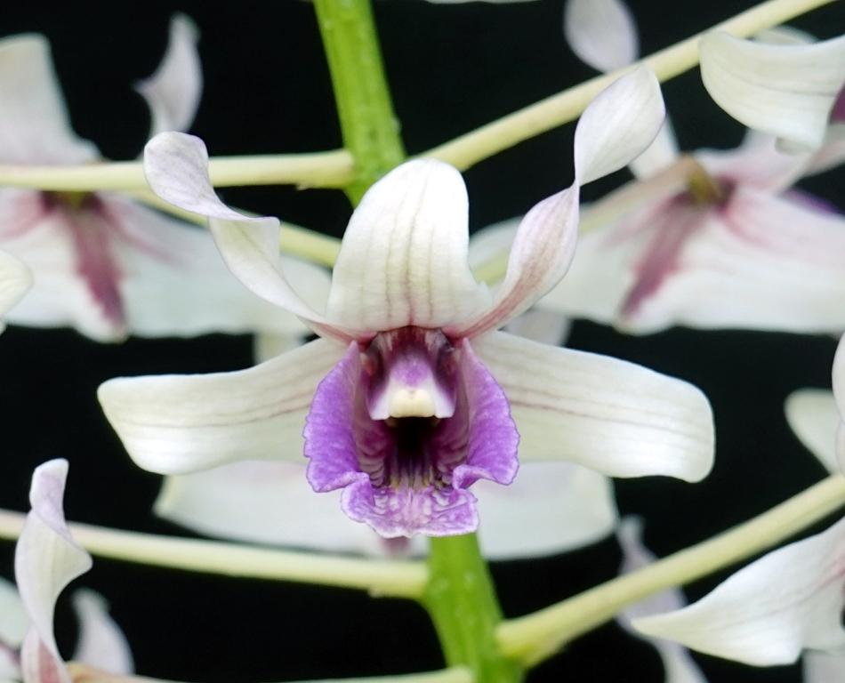 Dendrobium nindii