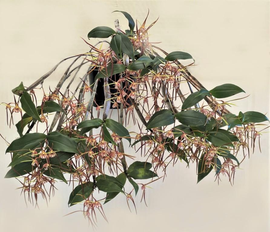 Dendrobium tetragonium