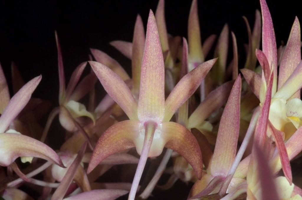 Dendrobium Gundy Moon - photo 2