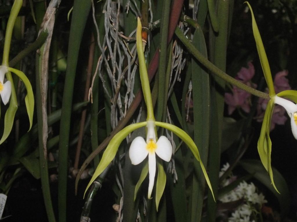 Epidendrum parkinsonianum
