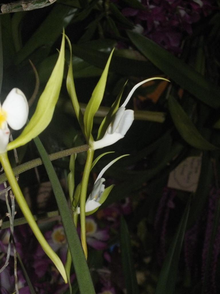 Epidendrum parkinsonianum - photo 2