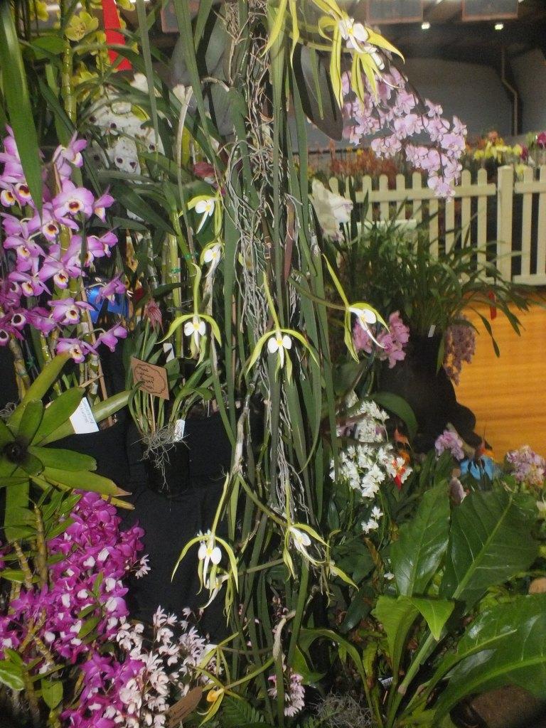 Epidendrum parkinsonianum