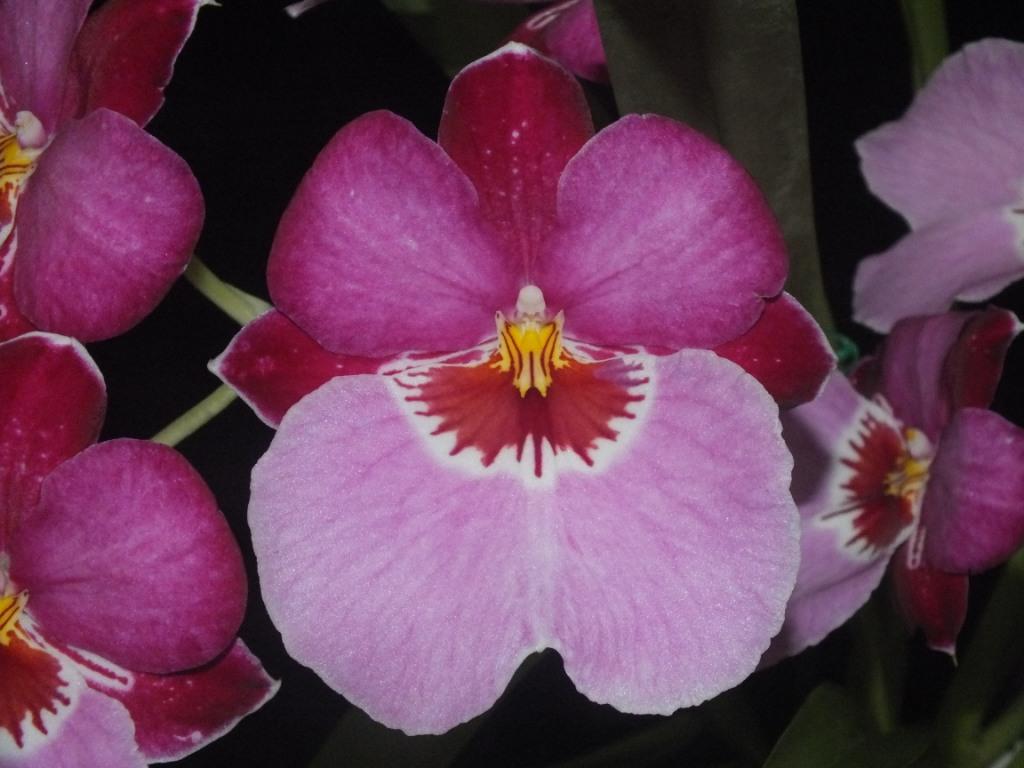 Miltoniopsis Princess Sage