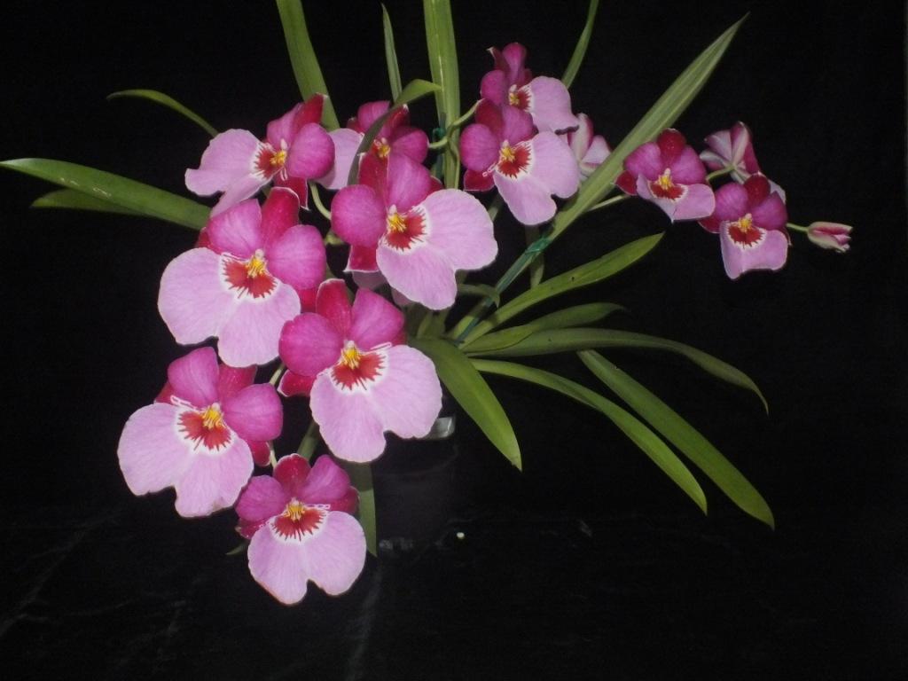 Miltoniopsis Princess Sage - photo 2