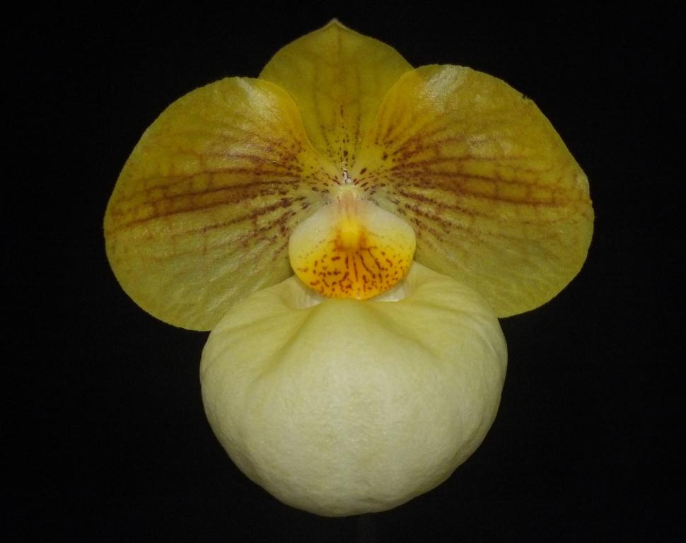Paph Fumi's Delight