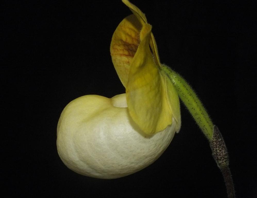 Paphiopedilum Fumi's Delight - photo 2