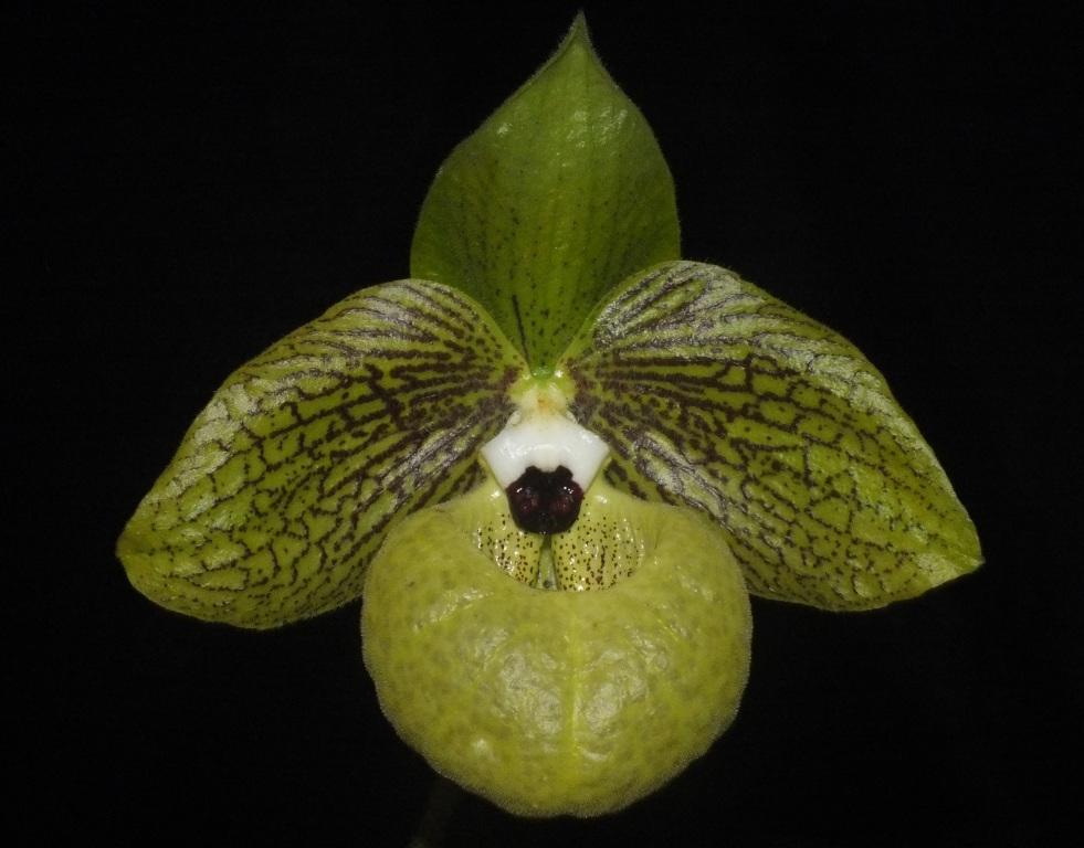 Paphiopedilum malipoense