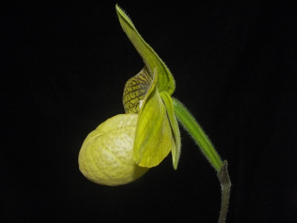 Paphiopedilum malipoense - photo 2