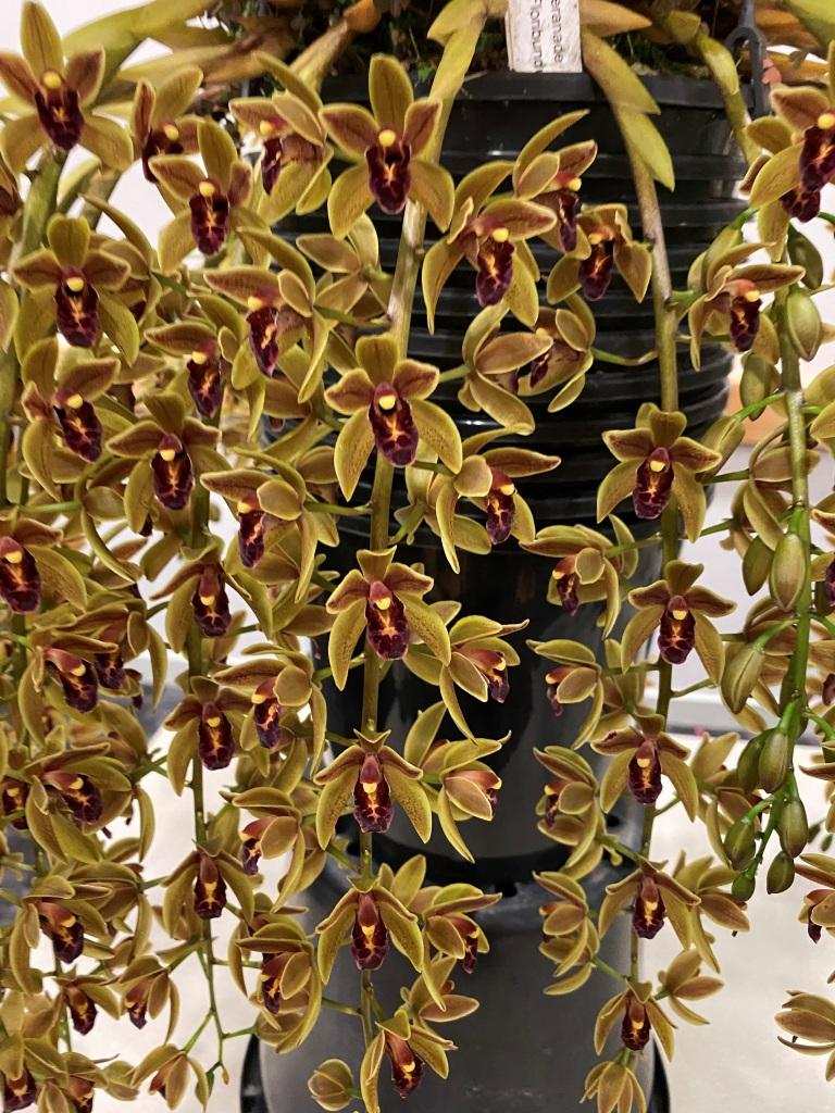 Cymbidium Penny Serenade - photo 2