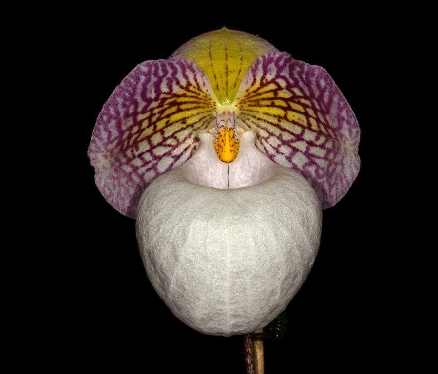 Paphiopedilum micranthum var. eburneum