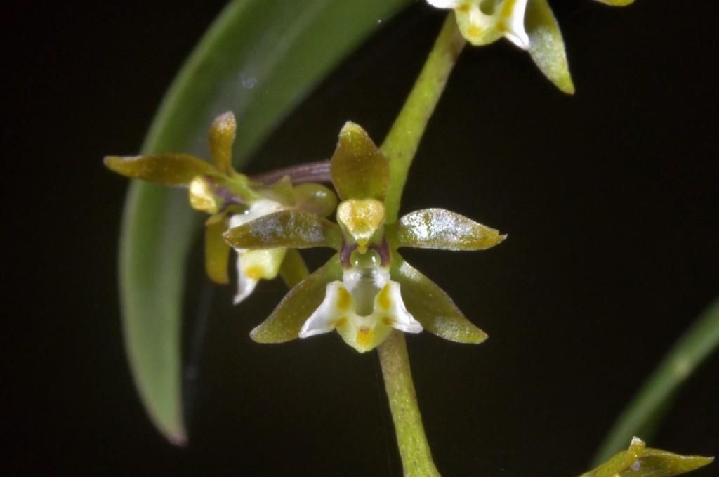 Plectorrhiza tridentata