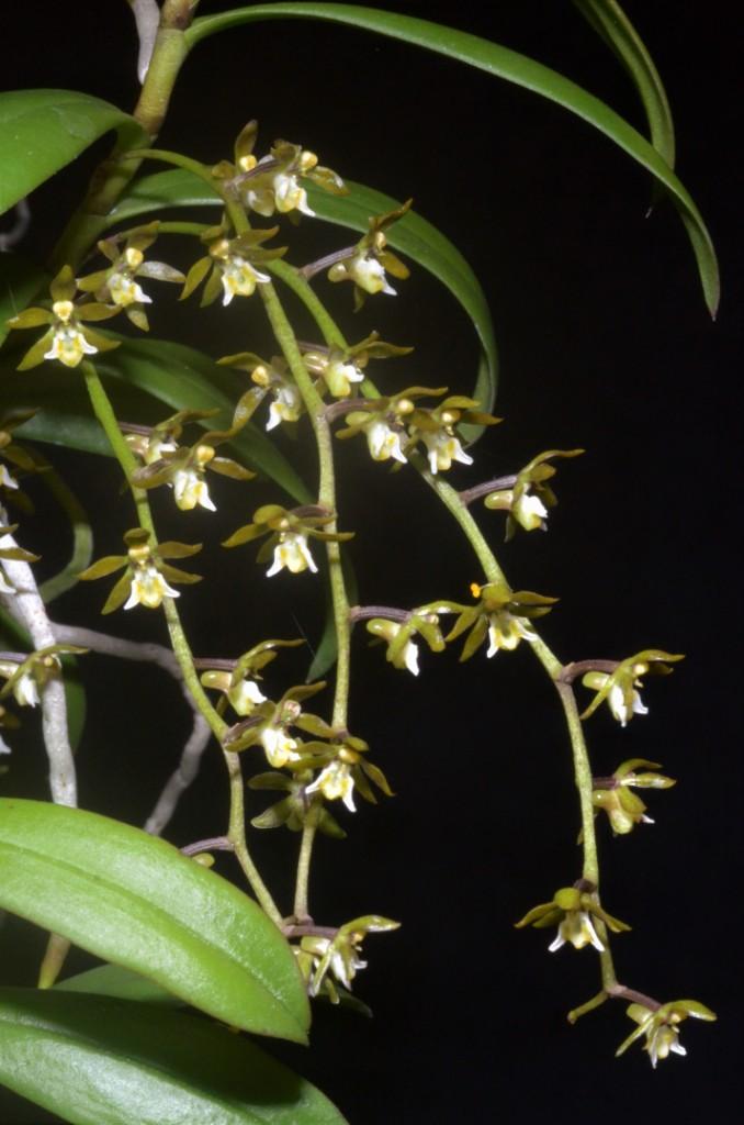 Plectorrhiza tridentata - photo 2