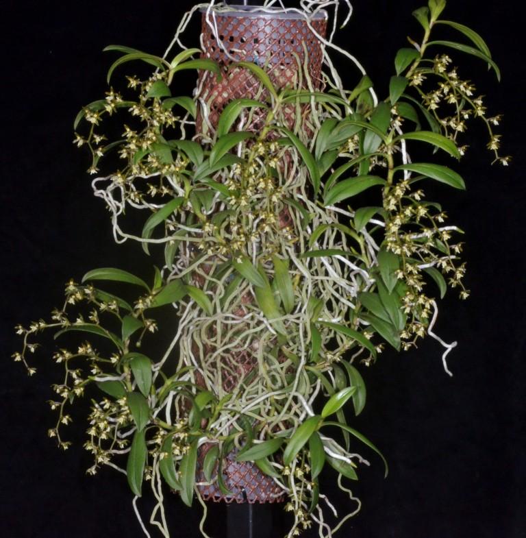 Plectorrhiza tridentata