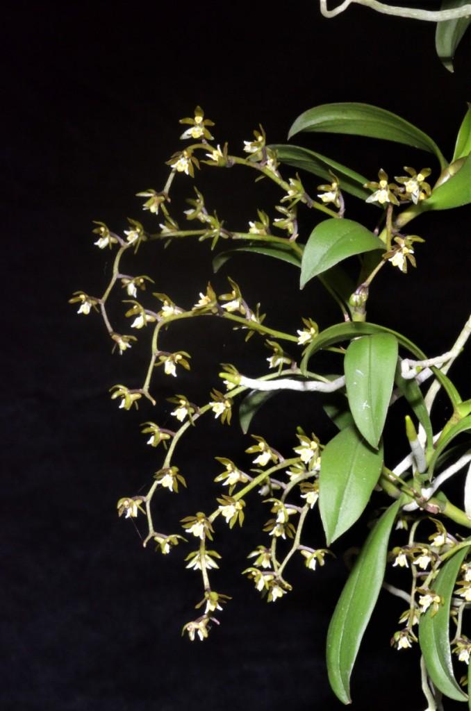 Plectorrhiza tridentata - photo 2