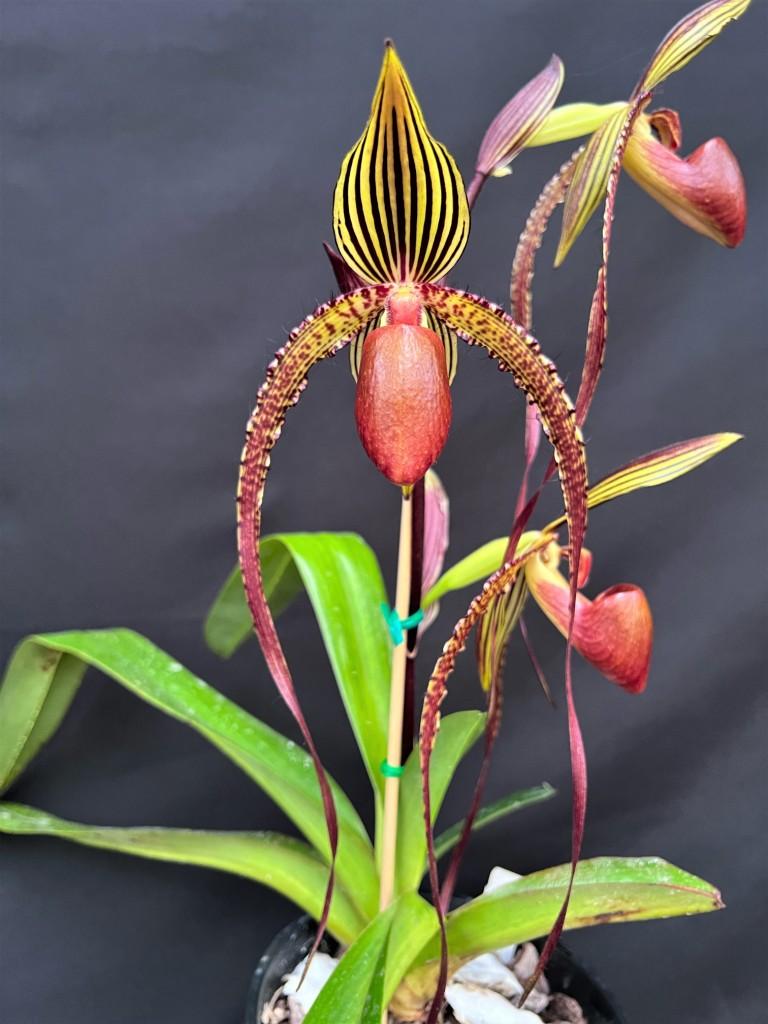 Paph Prince Edward of York