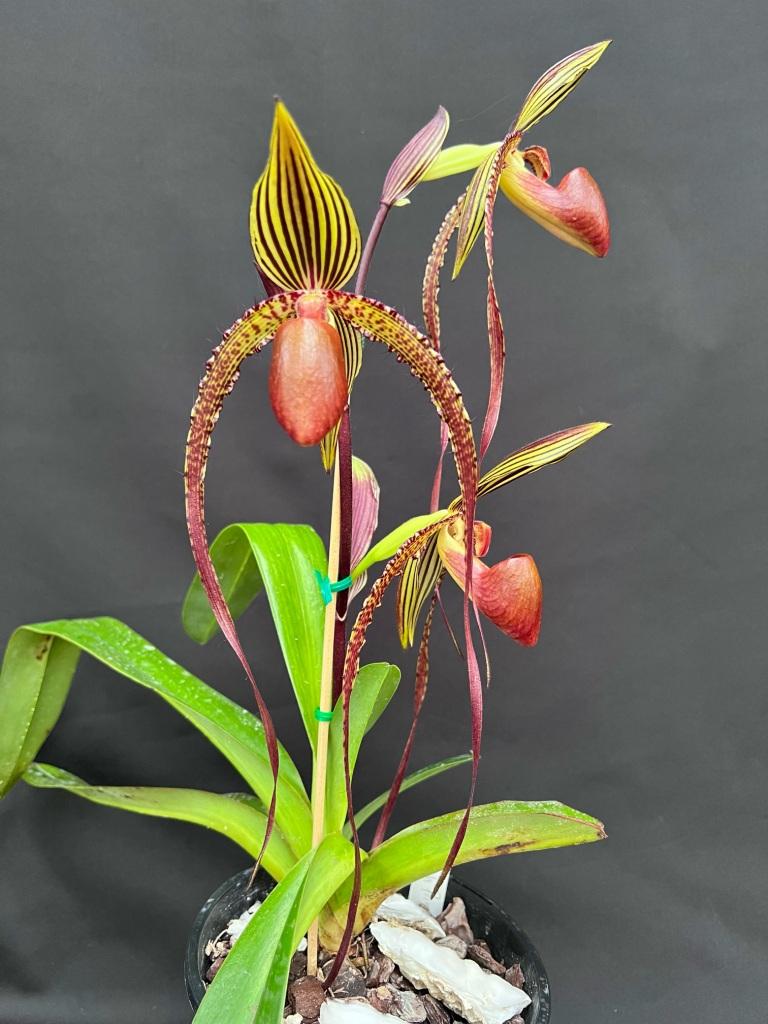 Paphiopedilum Prince Edward of York - photo 2