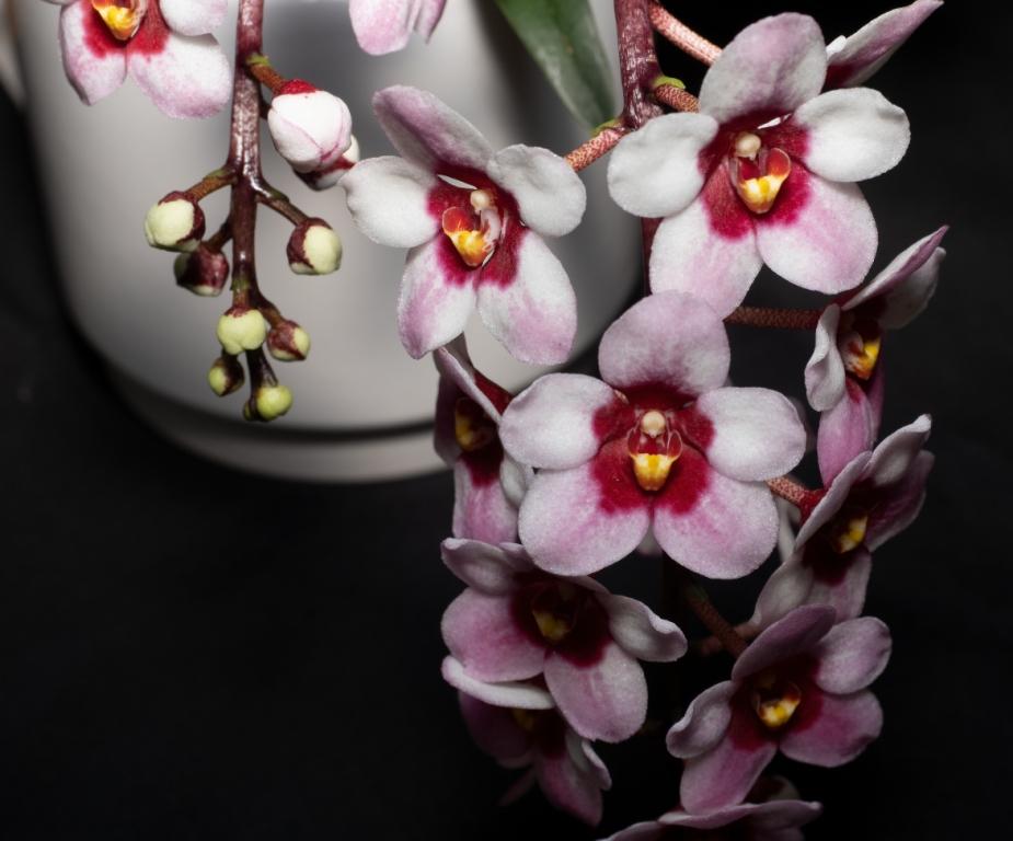 Sarco Kulnura Ballerina