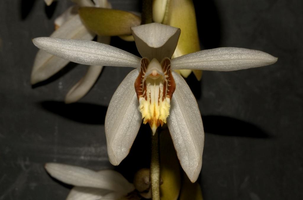 Coelogyne superba 'Tom's Favourite'