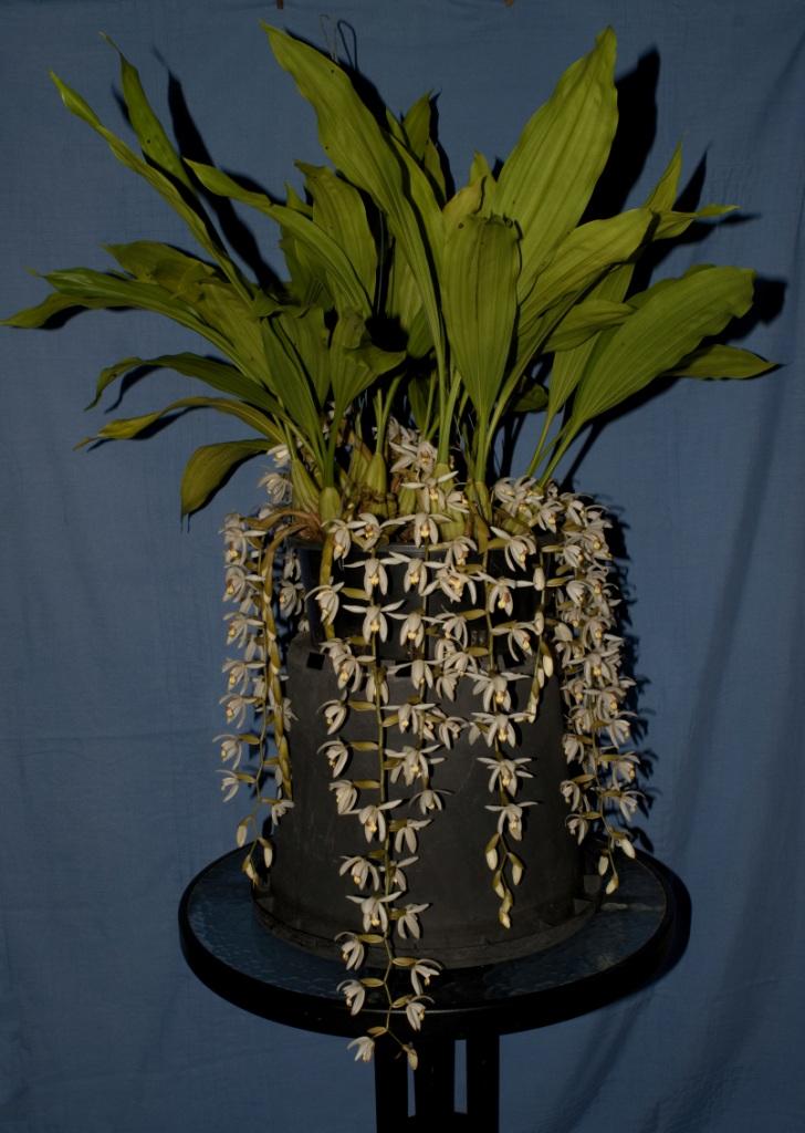 Coelogyne superba 'Tom's Favourite'