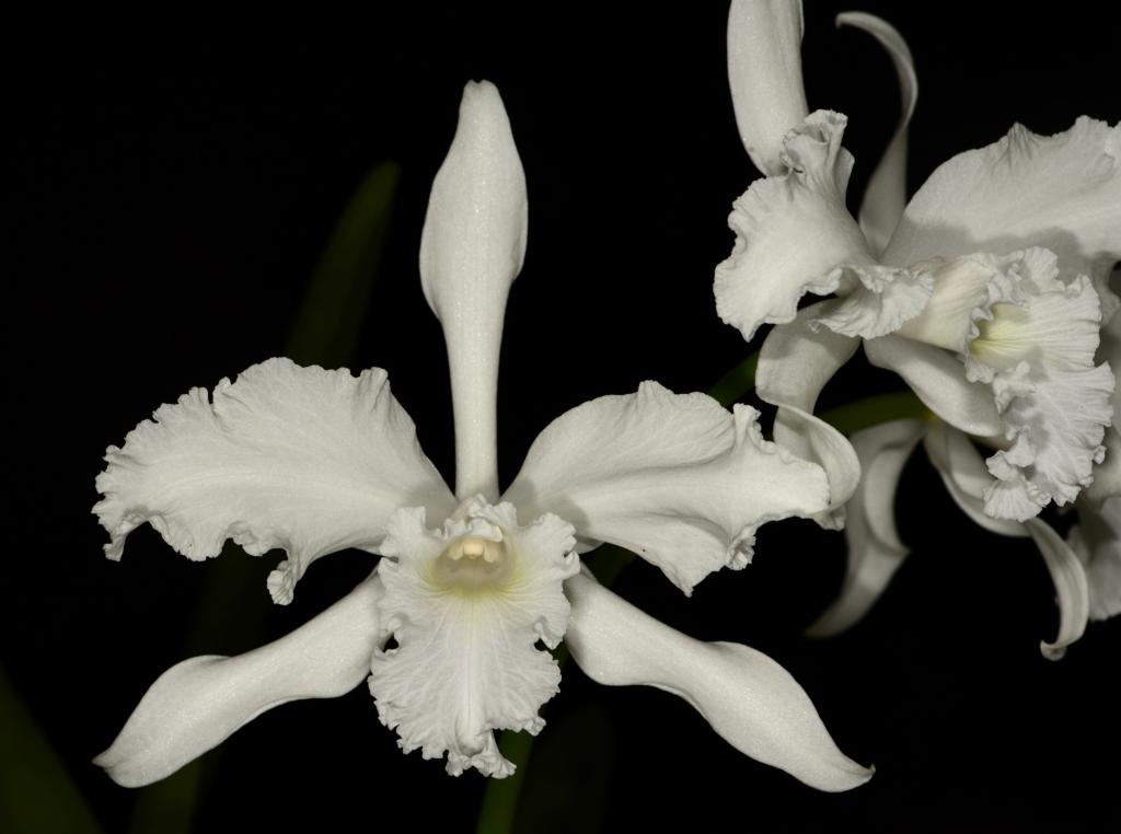 Cattleya lobata var. alba