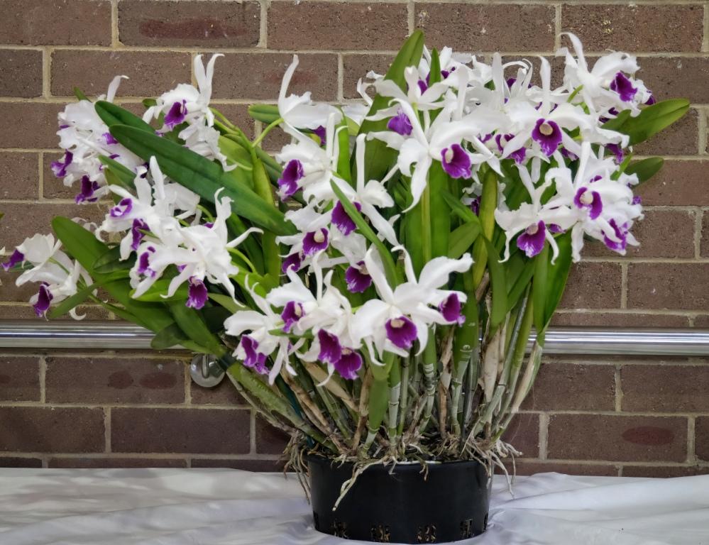 Cattleya purpurata