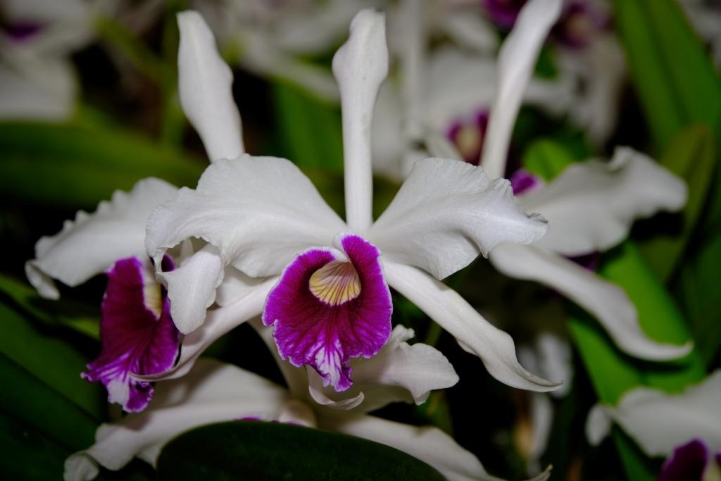 Cattleya purpurata - photo 2