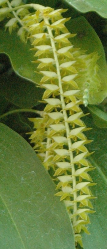Coelogyne magna