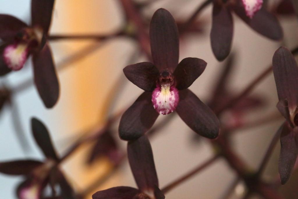 Cymbidium canaliculatum