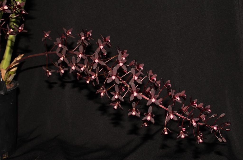 Cymbidium canaliculatum - photo 2