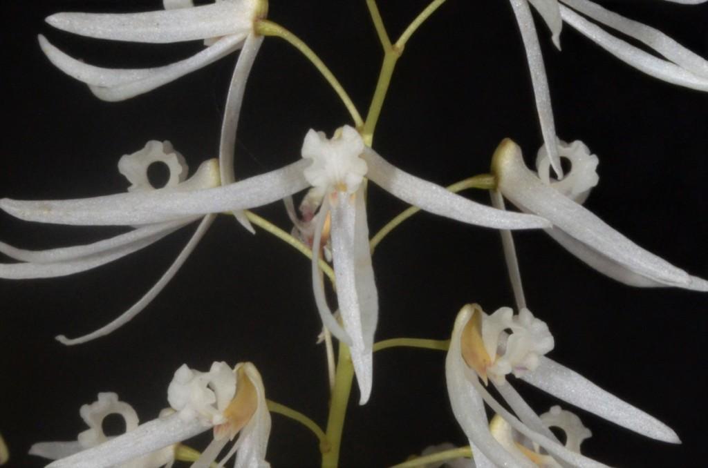 Dendrobium wassellii