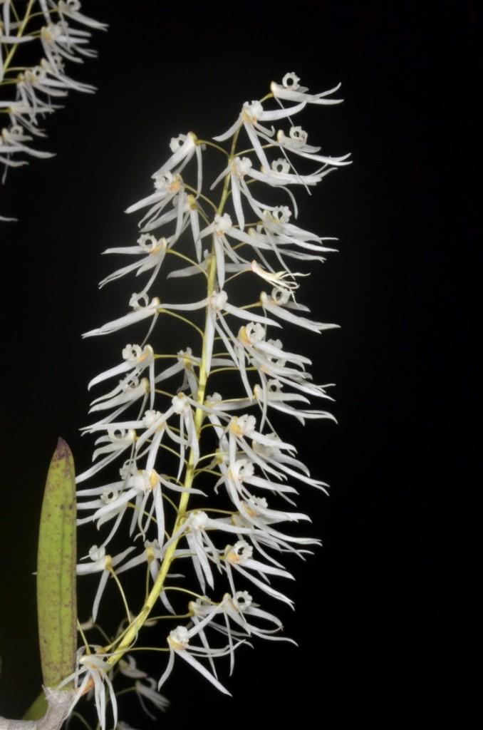 Dendrobium wassellii - photo 2