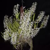 Dendrobium wassellii