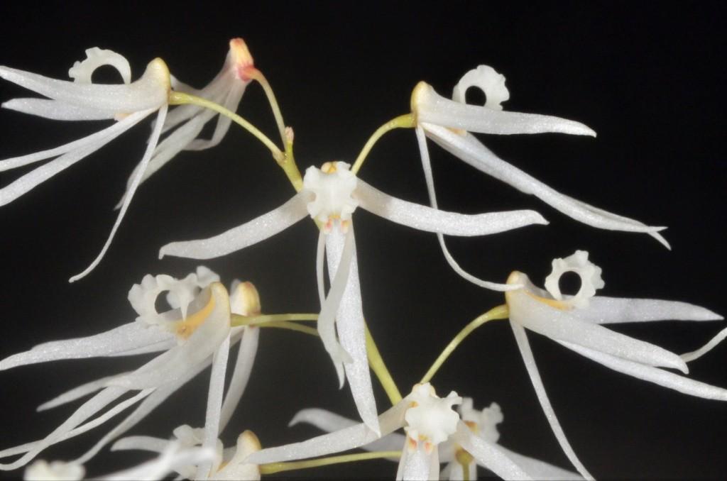 Dendrobium wassellii