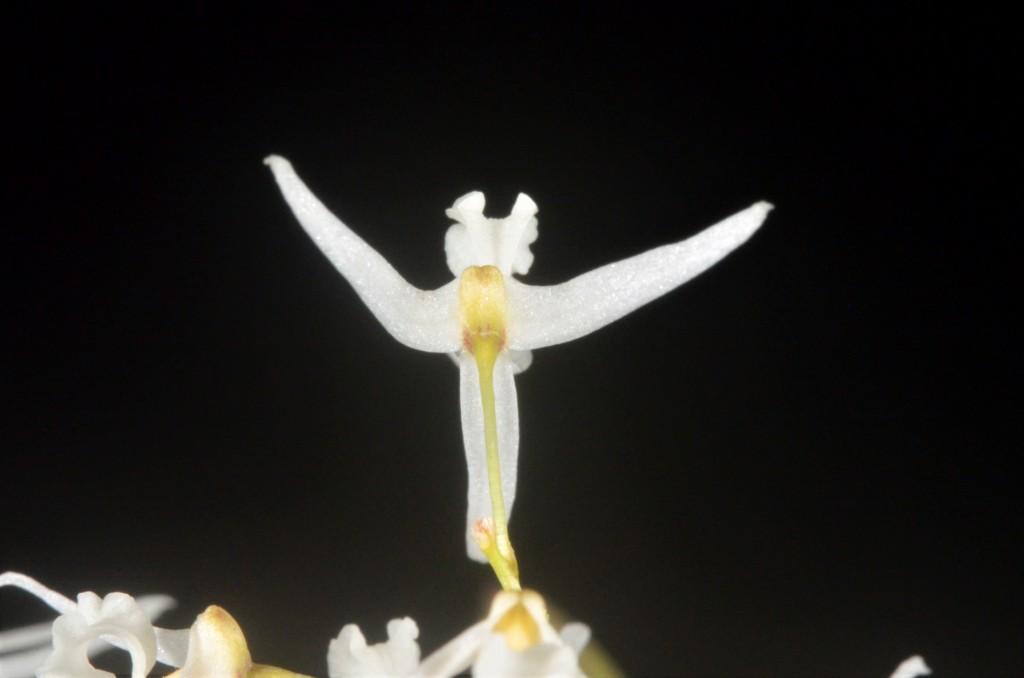 Dendrobium wassellii - photo 2